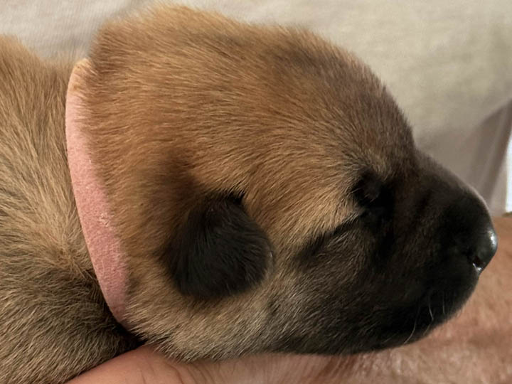 chinook puppy
